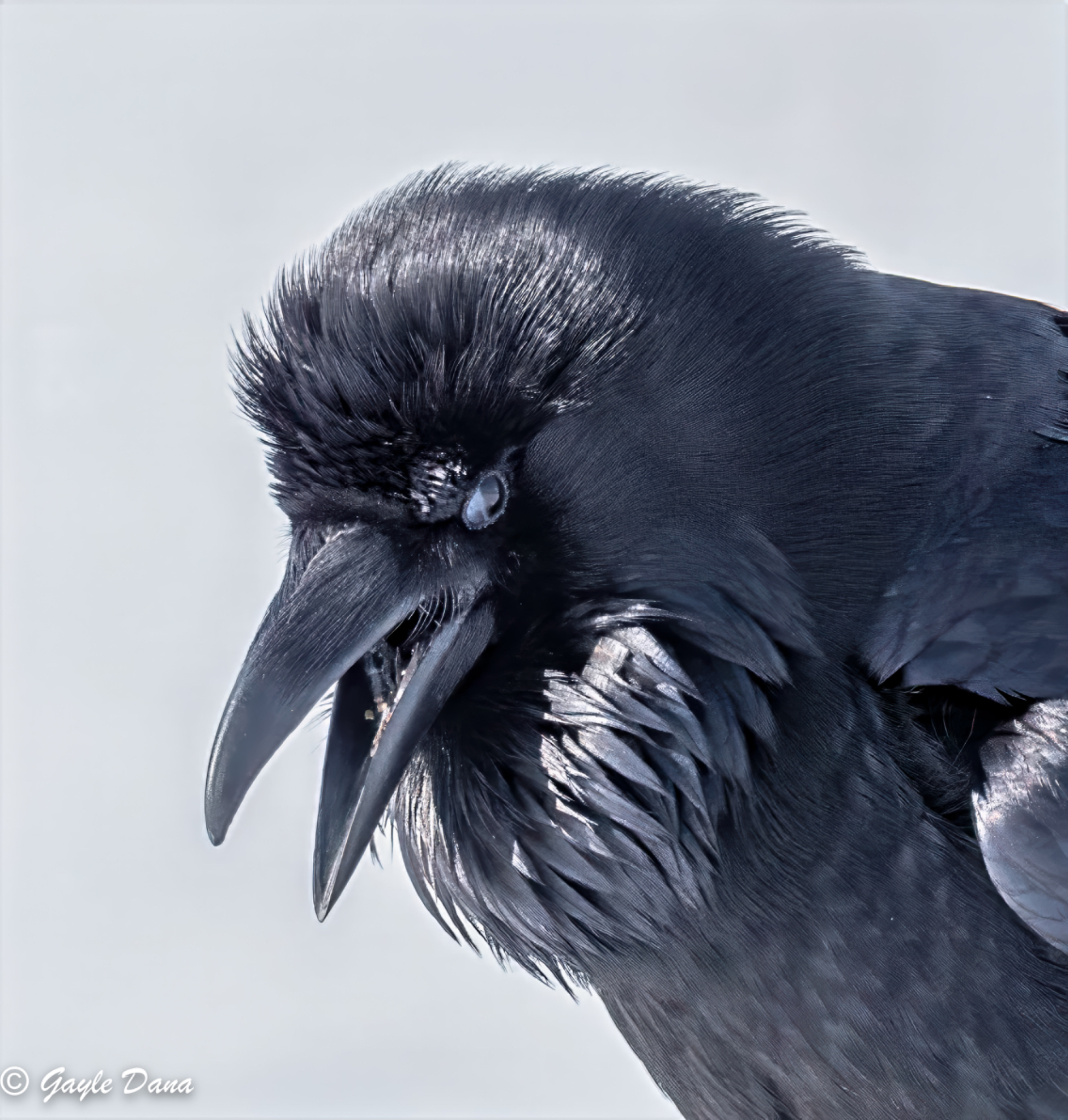 Raven head side half membrane
